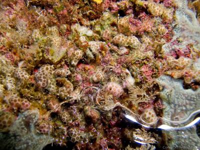 CotW: Madracis pharensis