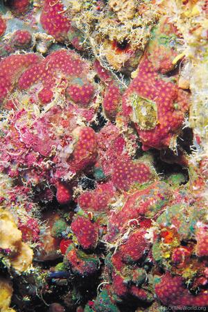 CotW: Madracis pharensis