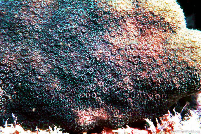 Image from Corals of the World: Madracis senaria