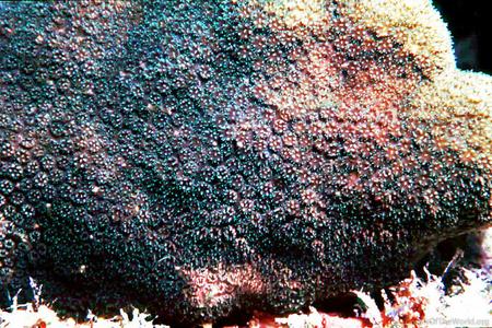 CotW preview: Madracis senaria