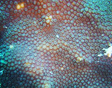 CotW: Madracis senaria