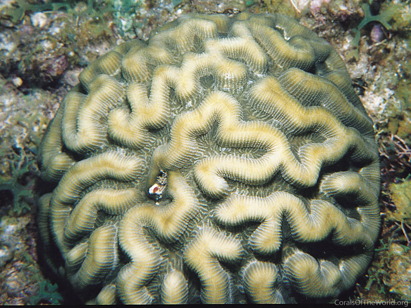 Manicina areolata