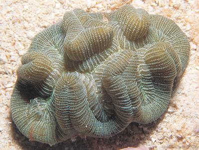 CotW: Manicina areolata
