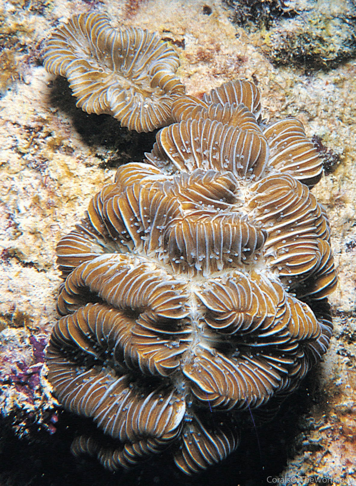 Image from Corals of the World: Meandrina brasiliensis
