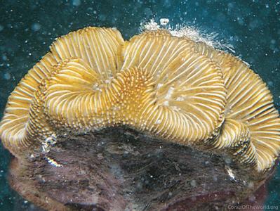 CotW preview: Meandrina brasiliensis