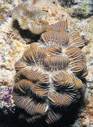 CotW: Meandrina brasiliensis