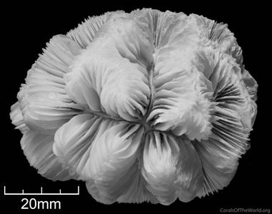 CotW: Meandrina brasiliensis