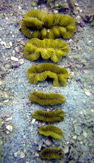 CotW preview: Meandrina danae