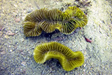 CotW: Meandrina danae