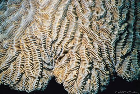 CotW: Meandrina meandrites