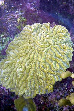 CotW: Meandrina meandrites