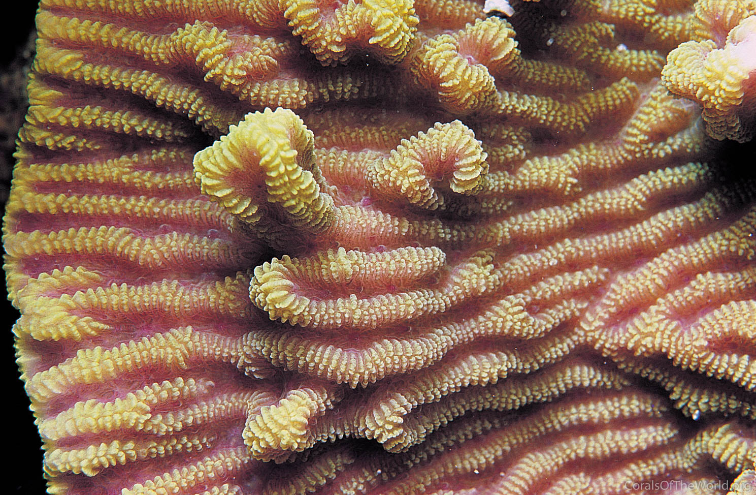 Merulina ampliata