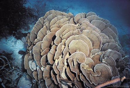 CotW preview: Merulina ampliata
