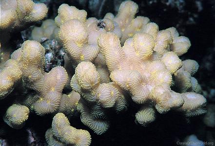 CotW: Merulina ampliata