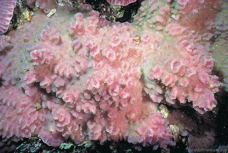 CotW: Merulina ampliata