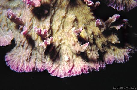 CotW: Merulina scabricula