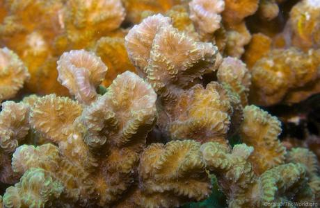 CotW: Merulina scabricula