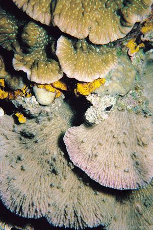 CotW: Merulina scabricula