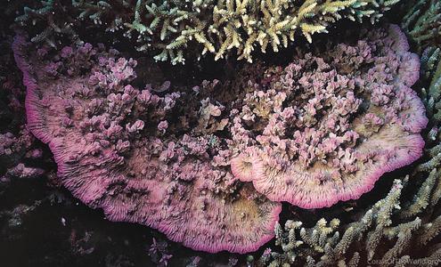 CotW: Merulina scabricula
