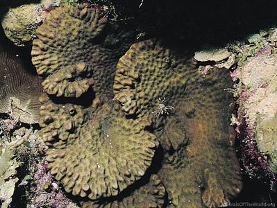 CotW: Merulina scheeri