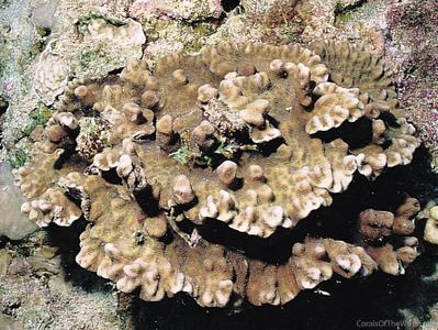CotW: Merulina scheeri