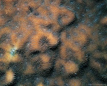 CotW: Merulina scheeri