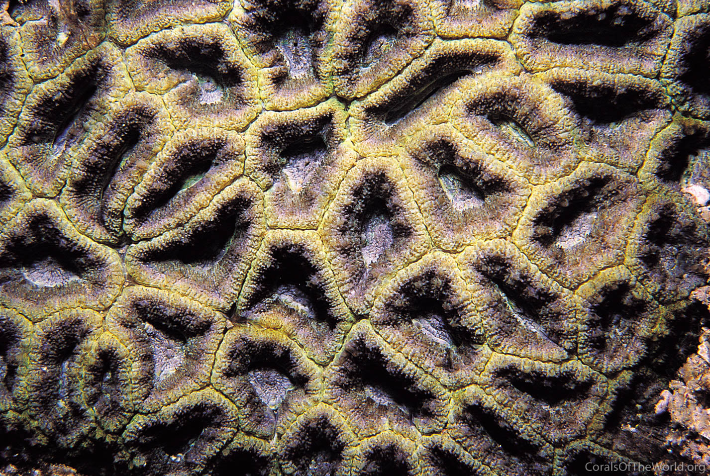 Micromussa amakusensis
