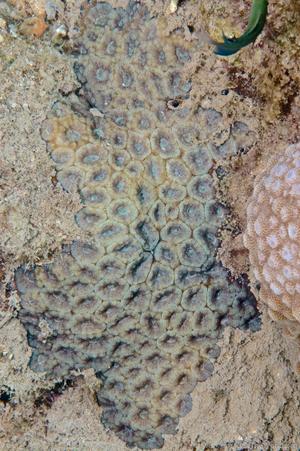 CotW preview: Micromussa amakusensis
