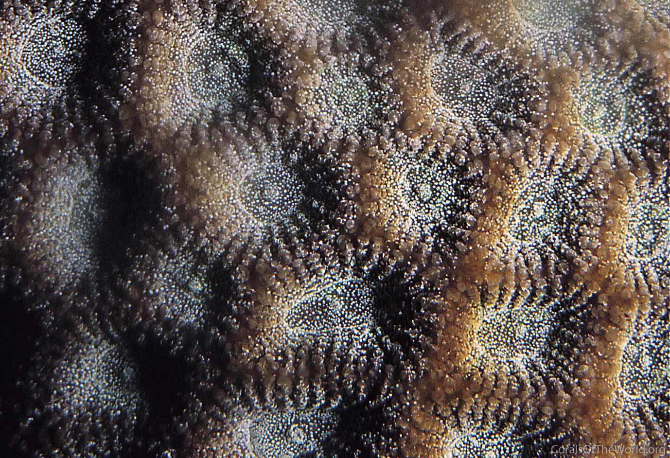Micromussa diminuta