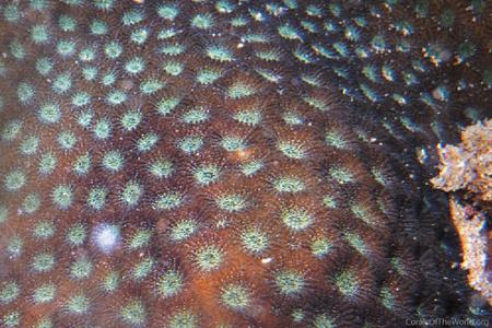 CotW: Micromussa diminuta