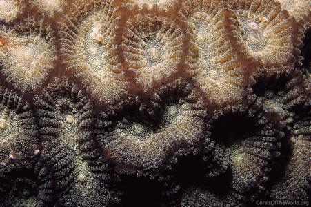 CotW: Micromussa diminuta