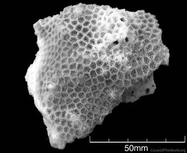 CotW: Micromussa diminuta