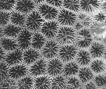 CotW: Micromussa diminuta