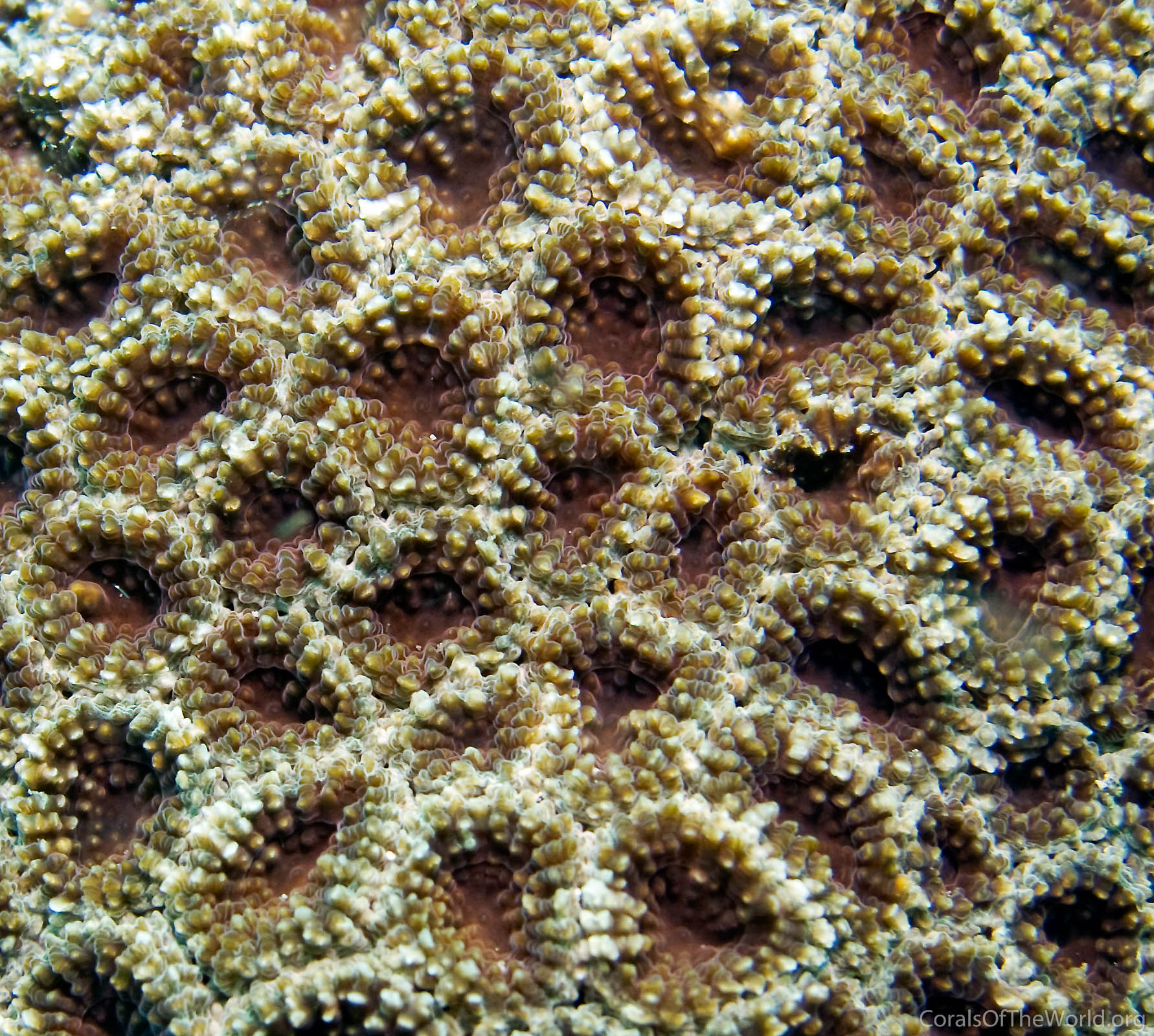 Micromussa minuta