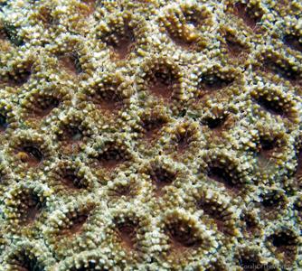 CotW: Micromussa minuta