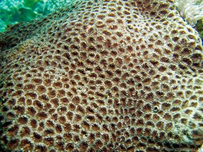 CotW: Micromussa minuta