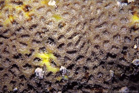 CotW: Micromussa minuta
