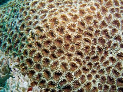 CotW: Micromussa minuta