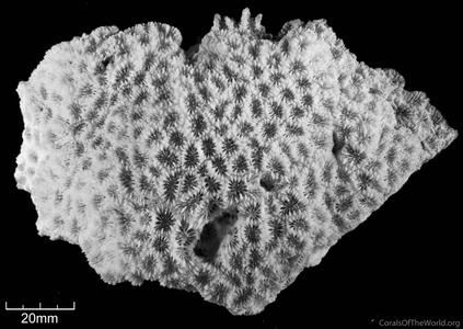 CotW: Micromussa minuta