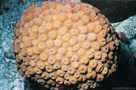 CotW: Montastraea cavernosa
