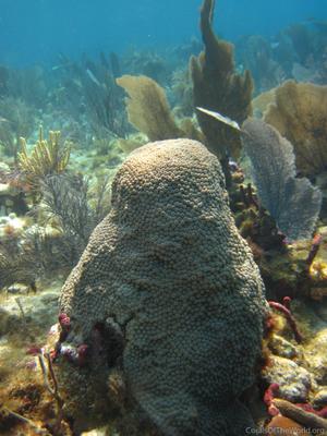 CotW: Montastraea cavernosa