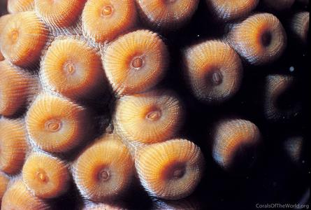 CotW: Montastraea cavernosa