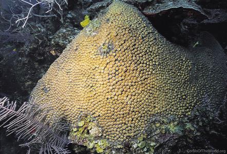 CotW: Montastraea cavernosa