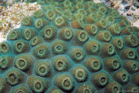 CotW: Montastraea cavernosa