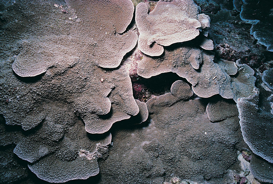 Montipora aequituberculata