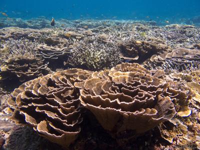 CotW preview: Montipora aequituberculata