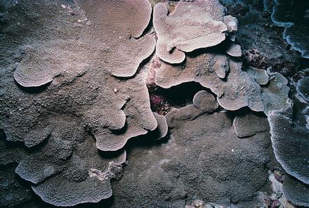 CotW: Montipora aequituberculata
