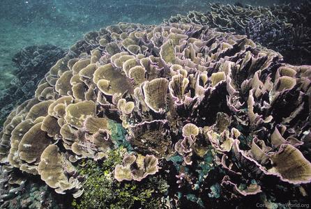 CotW: Montipora aequituberculata