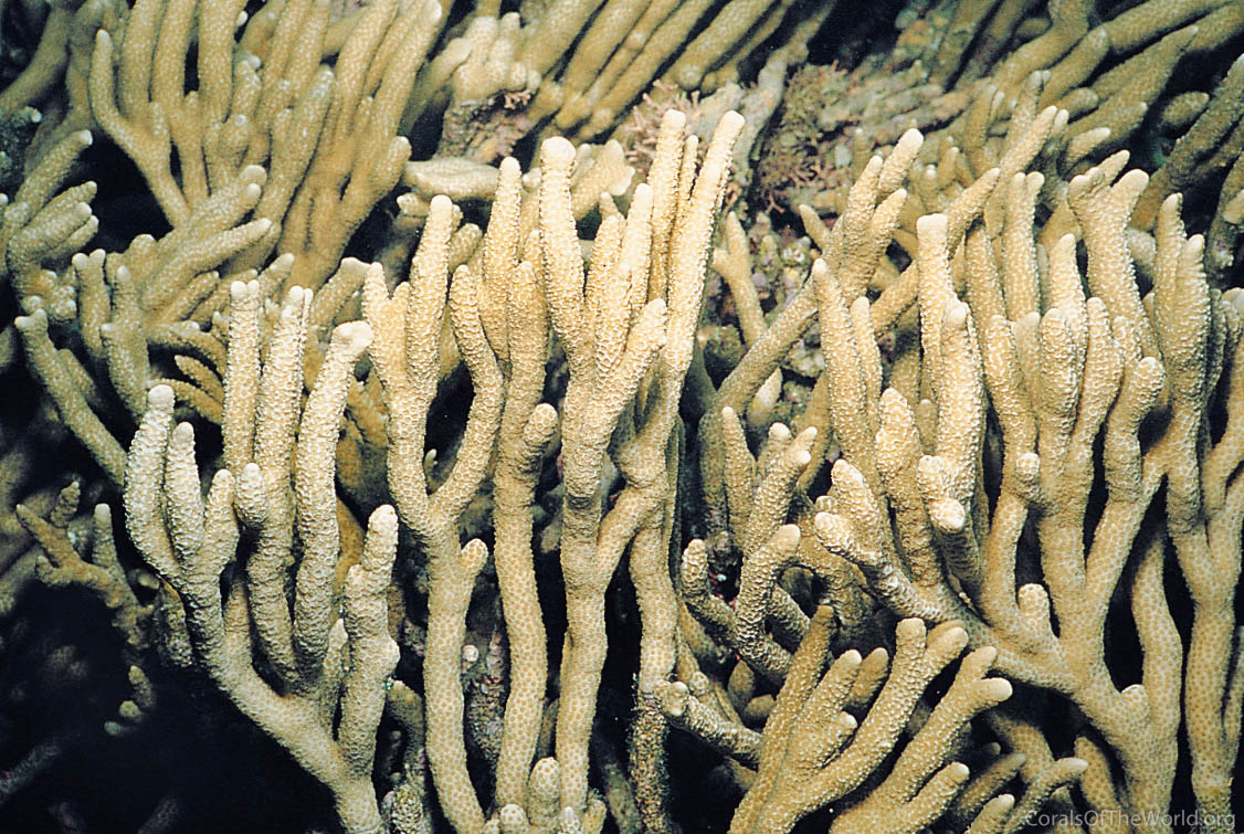 Montipora altasepta