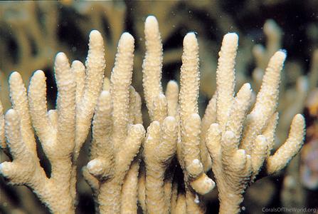 CotW preview: Montipora altasepta